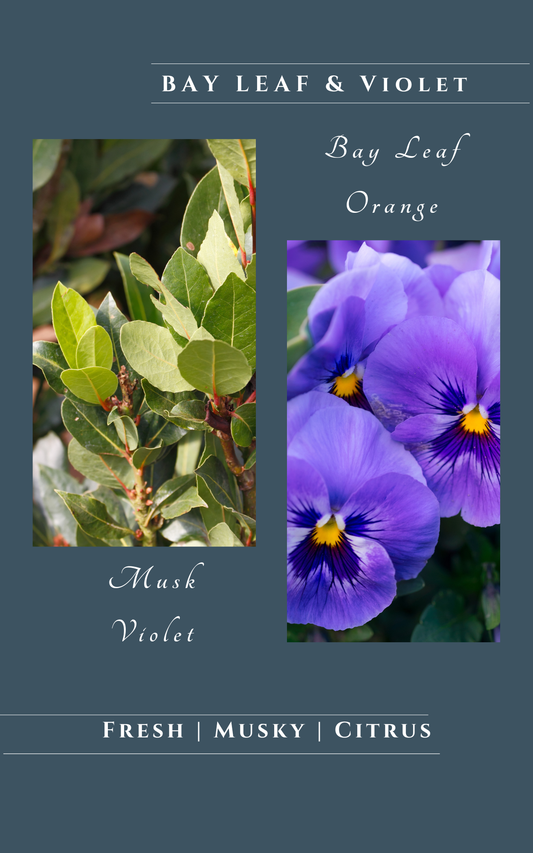 Bay Leaf and Violet Soy Candles, Scent Notes, Scent Description 