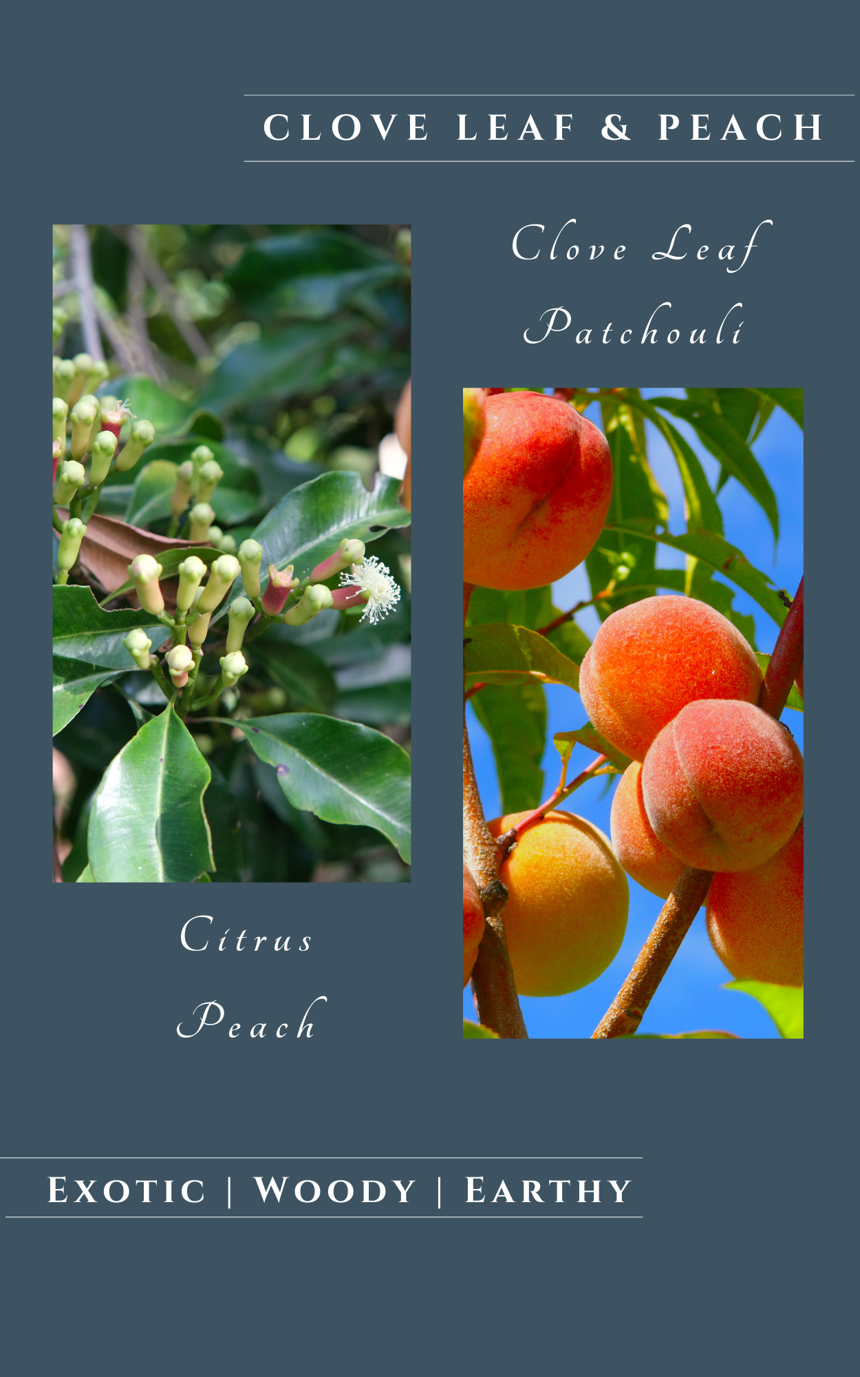 Clove Leaf and Peach Soy Candles, Scent Notes, Scent Description 